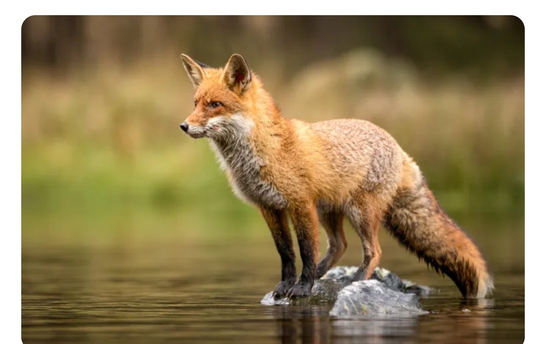 الثعلب.. بين المكر والفضيلة وسرقة الدجاج.